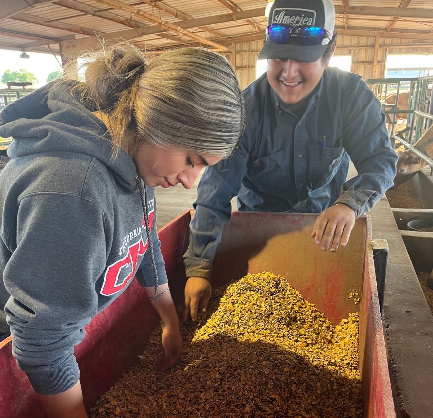 Two students working with grain
